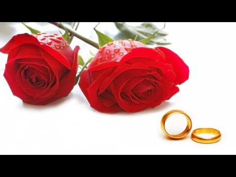 ?? ????? ?????? ???? ?????